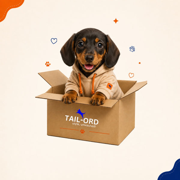 Dachshund